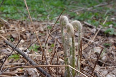 Furled ferns