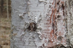 White birch