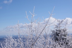 Snowy branches