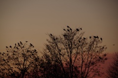 Crows